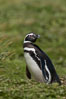 Magellanic penguin, at its burrow in short grass, in the interior of Carcass Island. Falkland Islands, United Kingdom. Image #23964