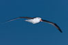 Black-browed albatross in flight, at sea.  The black-browed albatross is a medium-sized seabird at 31-37" long with a 79-94" wingspan and an average weight of 6.4-10 lb. They have a natural lifespan exceeding 70 years. They breed on remote oceanic islands and are circumpolar, ranging throughout the Southern Oceanic. Falkland Islands, United Kingdom. Image #23978