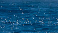 Prions in flight, gathering on the open sea in a feeding aggregation.  Prions are small petrel birds, typically feeding on small crustacea such as copepods, ostracods, decapods, and krill, as well as some fish.  They are about 12" in length. Southern Ocean. Image #24091
