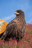 Straited caracara, a bird of prey found throughout the Falkland Islands.  The striated caracara is an opportunistic feeder, often scavenging for carrion but also known to attack weak or injured birds. Steeple Jason Island, United Kingdom. Image #24125
