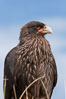 Straited caracara, a bird of prey found throughout the Falkland Islands.  The striated caracara is an opportunistic feeder, often scavenging for carrion but also known to attack weak or injured birds. Steeple Jason Island, United Kingdom. Image #24206