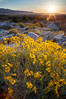 Brittlebush at sunrise, dawn, springtime bloom, Palm Canyon, Anza Borrego Desert State Park. Anza-Borrego Desert State Park, Borrego Springs, California, USA. Image #24301