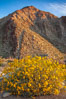 Brittlebush blooms in spring, Palm Canyon, Anza Borrego Desert State Park. Anza-Borrego Desert State Park, Borrego Springs, California, USA. Image #24304