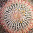 Red barrel cactus detail, spines on top of the cactus, Glorietta Canyon, Anza-Borrego Desert State Park. Borrego Springs, California, USA. Image #24308