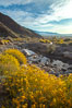 Brittlebush blooms in spring, Palm Canyon, Anza Borrego Desert State Park. Anza-Borrego Desert State Park, Borrego Springs, California, USA. Image #24311