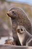 Antarctic fur seals, adult male bull and female, illustrating extreme sexual dimorphism common among pinnipeds (seals, sea lions and fur seals). Right Whale Bay, South Georgia Island. Image #24324