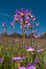 Shooting stars, a springtime flower, blooming on the Santa Rosa Plateau. Santa Rosa Plateau Ecological Reserve, Murrieta, California, USA. Image #24376