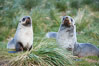 Antarctic fur seals, on tussock grass slopes near Grytviken. South Georgia Island. Image #24414