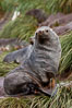 Antarctic fur seal, adult male (bull). Hercules Bay, South Georgia Island. Image #24425