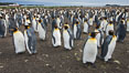 King penguin colony. Over 100,000 pairs of king penguins nest at Salisbury Plain, laying eggs in December and February, then alternating roles between foraging for food and caring for the egg or chick. South Georgia Island. Image #24456