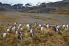 Gentoo penguins, permanent nesting colony in grassy hills about a mile inland from the ocean, near Stromness Bay, South Georgia Island. Stromness Harbour. Image #24586