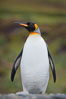 King penguin, solitary, standing. Fortuna Bay, South Georgia Island. Image #24602