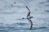 Prion in flight. Scotia Sea, Southern Ocean. Image #24686