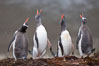 Gentoo penguins, calling, heads raised. Godthul, South Georgia Island. Image #24690