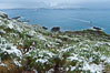 Snow covers tussock grass and macaroni penguins, above Cooper Bay. South Georgia Island. Image #24695