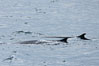Fin whale. Scotia Sea, Southern Ocean. Image #24706