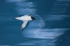 Pintado petrel in flight. Scotia Sea, Southern Ocean. Image #24933