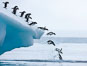 Adelie penguins leaping into the ocean from an iceberg. Brown Bluff, Antarctic Peninsula, Antarctica. Image #25005
