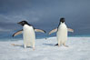 Two Adelie penguins, holding their wings out, standing on an iceberg. Paulet Island, Antarctic Peninsula, Antarctica. Image #25007