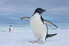 A curious Adelie penguin, standing at the edge of an iceberg, looks over the photographer. Paulet Island, Antarctic Peninsula, Antarctica. Image #25015