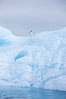 A tiny Adelie penguin stands atop an iceberg. Paulet Island, Antarctic Peninsula, Antarctica. Image #25017