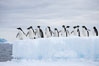 Adelie penguins, in a line, standing on an iceberg. Paulet Island, Antarctic Peninsula, Antarctica. Image #25018