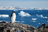 Adelie penguin. Devil Island, Antarctic Peninsula, Antarctica. Image #25044