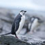 Chinstrap penguin. Shingle Cove, Coronation Island, South Orkney Islands, Southern Ocean. Image #25167