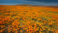 California poppies, wildflowers blooming in huge swaths of spring color in Antelope Valley. Lancaster, USA. Image #25223