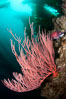 Red gorgonian on rocky reef, below kelp forest, underwater.  The red gorgonian is a filter-feeding temperate colonial species that lives on the rocky bottom at depths between 50 to 200 feet deep. Gorgonians are oriented at right angles to prevailing water currents to capture plankton drifting by. San Clemente Island, California, USA. Image #25406