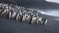 Chinstrap penguins at Bailey Head, Deception Island.  Chinstrap penguins enter and exit the surf on the black sand beach at Bailey Head on Deception Island.  Bailey Head is home to one of the largest colonies of chinstrap penguins in the world. Antarctic Peninsula, Antarctica. Image #25451