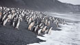 Chinstrap penguins at Bailey Head, Deception Island.  Chinstrap penguins enter and exit the surf on the black sand beach at Bailey Head on Deception Island.  Bailey Head is home to one of the largest colonies of chinstrap penguins in the world. Antarctic Peninsula, Antarctica. Image #25452