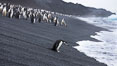 Chinstrap penguins at Bailey Head, Deception Island.  Chinstrap penguins enter and exit the surf on the black sand beach at Bailey Head on Deception Island.  Bailey Head is home to one of the largest colonies of chinstrap penguins in the world. Antarctic Peninsula, Antarctica. Image #25454