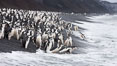 Chinstrap penguins at Bailey Head, Deception Island.  Chinstrap penguins enter and exit the surf on the black sand beach at Bailey Head on Deception Island.  Bailey Head is home to one of the largest colonies of chinstrap penguins in the world. Antarctic Peninsula, Antarctica. Image #25457