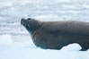 Weddell seal in Antarctica.  The Weddell seal reaches sizes of 3m and 600 kg, and feeds on a variety of fish, krill, squid, cephalopods, crustaceans and penguins. Cierva Cove, Antarctic Peninsula. Image #25522
