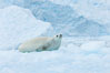 A crabeater seal, hauled out on pack ice to rest.  Crabeater seals reach 2m and 200kg in size, with females being slightly larger than males.  Crabeaters are the most abundant species of seal in the world, with as many as 75 million individuals.  Despite its name, 80% the crabeater seal's diet consists of Antarctic krill.  They have specially adapted teeth to strain the small krill from the water. Cierva Cove, Antarctic Peninsula, Antarctica. Image #25525