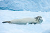 A crabeater seal, hauled out on pack ice to rest.  Crabeater seals reach 2m and 200kg in size, with females being slightly larger than males.  Crabeaters are the most abundant species of seal in the world, with as many as 75 million individuals.  Despite its name, 80% the crabeater seal's diet consists of Antarctic krill.  They have specially adapted teeth to strain the small krill from the water. Cierva Cove, Antarctic Peninsula, Antarctica. Image #25582