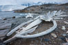 Blue whale skeleton in Antarctica, on the shore at Port Lockroy, Antarctica.  This skeleton is composed primarily of blue whale bones, but there are believed to be bones of other baleen whales included in the skeleton as well. Antarctic Peninsula. Image #25604