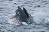 Humpback whale lunge feeding on Antarctic krill, with mouth open and baleen visible.  The humbpack's pink throat grooves are seen as its pleated throat becomes fully distended as the whale fills its mouth with krill and water.  The water will be pushed out, while the baleen strains and retains the small krill. Gerlache Strait, Antarctic Peninsula, Antarctica. Image #25660