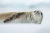 A crabeater seal, hauled out on pack ice to rest.  Crabeater seals reach 2m and 200kg in size, with females being slightly larger than males.  Crabeaters are the most abundant species of seal in the world, with as many as 75 million individuals.  Despite its name, 80% the crabeater seal's diet consists of Antarctic krill.  They have specially adapted teeth to strain the small krill from the water. Neko Harbor, Antarctic Peninsula, Antarctica. Image #25665