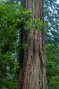 Coast redwood, or simply 'redwood', the tallest tree on Earth, reaching a height of 379' and living 3500 years or more.  It is native to coastal California and the southwestern corner of Oregon within the United States, but most concentrated in Redwood National and State Parks in Northern California, found close to the coast where moisture and soil conditions can support its unique size and growth requirements. Redwood National Park, USA. Image #25801