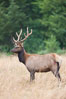 Roosevelt elk, adult bull male with large antlers.  Roosevelt elk grow to 10' and 1300 lb, eating grasses, sedges and various berries, inhabiting the coastal rainforests of the Pacific Northwest. Redwood National Park, California, USA. Image #25886