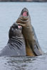 Southern elephant seal, juveniles mock sparring. Livingston Island, Antarctic Peninsula, Antarctica. Image #25923