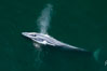 Blue whale, exhaling as it surfaces from a dive, aerial photo.  The blue whale is the largest animal ever to have lived on Earth, exceeding 100' in length and 200 tons in weight. Redondo Beach, California, USA. Image #25951