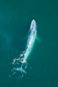 Blue whale swims at the surface of the ocean in this aerial photograph.  The blue whale is the largest animal ever to have lived on Earth, exceeding 100' in length and 200 tons in weight. Redondo Beach, California, USA. Image #25952