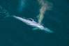 Blue whale, exhaling as it surfaces from a dive, aerial photo.  The blue whale is the largest animal ever to have lived on Earth, exceeding 100' in length and 200 tons in weight. Redondo Beach, California, USA. Image #25954
