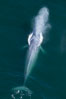 Blue whale, exhaling as it surfaces from a dive, aerial photo.  The blue whale is the largest animal ever to have lived on Earth, exceeding 100' in length and 200 tons in weight. Redondo Beach, California, USA. Image #25955