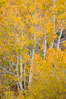 Fall colors and turning aspens, eastern Sierra Nevada. Bishop Creek Canyon Sierra Nevada Mountains, California, USA. Image #26066