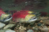 Sockeye salmon, swimming upstream in the shallow waters of the Adams River.  When they reach the place where they hatched from eggs four years earlier, they will spawn and die. Roderick Haig-Brown Provincial Park, British Columbia, Canada. Image #26152
