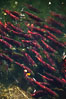 Sockeye salmon, swim upstream in the Adams River, traveling to reach the place where they hatched four years earlier in order to spawn a new generation of salmon eggs. Roderick Haig-Brown Provincial Park, British Columbia, Canada. Image #26165